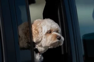 Dog traveling in a car with head out the window